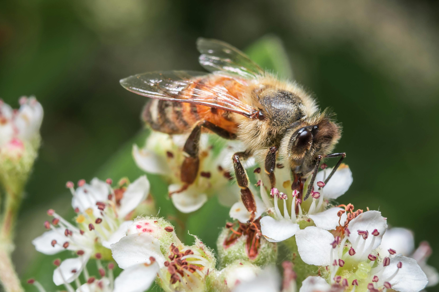 10 Powerful Strategies to Prevent Robbing Behavior in Honey Bees 10 Powerful Strategies to Prevent Robbing Behavior in Honey Bees