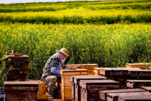 How to Start Community Beekeeping: 7 Inspiring Steps to Setting Up and Managing Group Apiaries